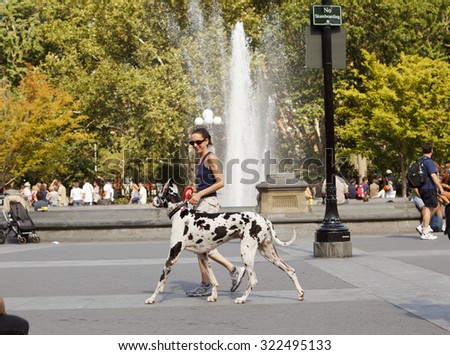 New York, New York, USA - August 11, 2011: A woman walking a large spotted black and white dog in Washington Square Park in New York City. Other people can be seen in the background.