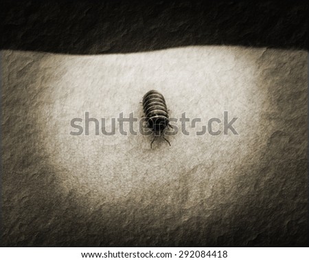 Roly Poly Pill Bug on Arm with Crinkled Paper Sepia Effect
