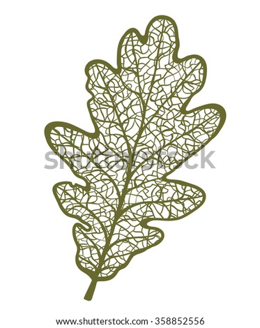 Vector Oak Leaf, Isolated On White Background - 358852556 : Shutterstock