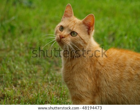 Ginger cat in the garden