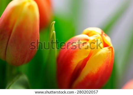 A closeup shot of baby tulips just starting to bloom