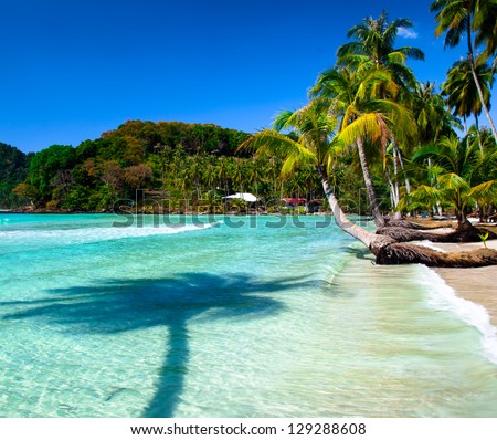 Palm tree shadow on sea water and tropical beach