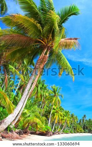 Beautiful palm tree on the beach. Dream vacation scene.