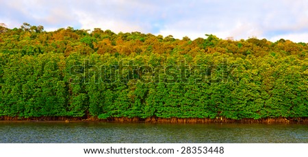 Green forest near tropical lake