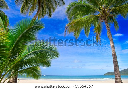 Tropical nature - palm tree, blue water, family rest, place for love, summer relax