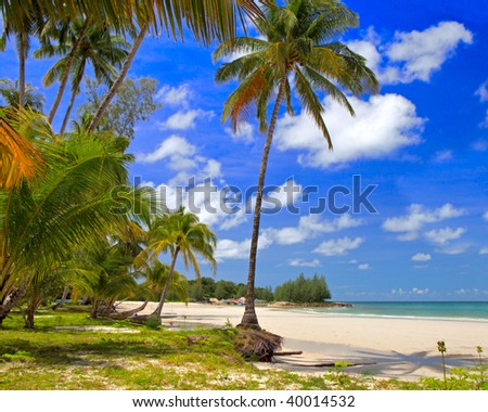 Palms trees forest near water on the beach with tropical nature, summer holiday, travel background