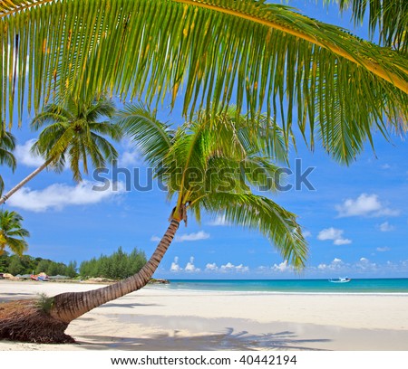 Palms tree with palm twig frame, sea water and sky background, tropical holiday  nature