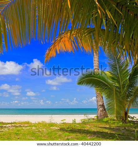 Small palm tree with palm tree twig frame with sea water and sky background, summer nature