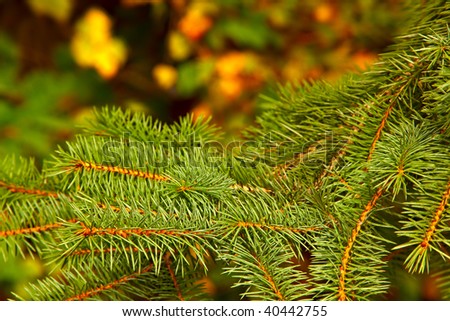 Fir - Christmas Tree with Illuminated Particle background