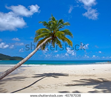 Palm tree on the beach, white sand, sea water, sky background, shadow and sun, tropical nature