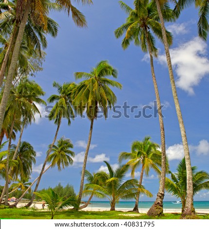 Palm tree forest near blue sea water and blue sky, cloudscape in family hotel