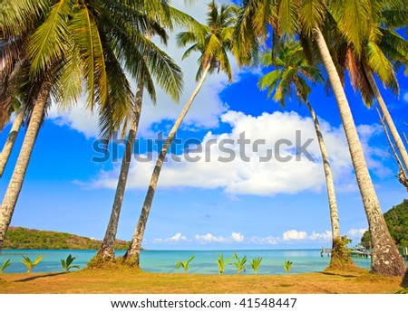 Palm tree on the summer beach near sea water in the family hotel with grass area for child - tropical nature