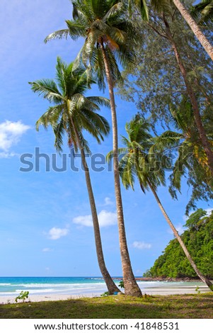 Palm tree and sea water on the family hotel beach