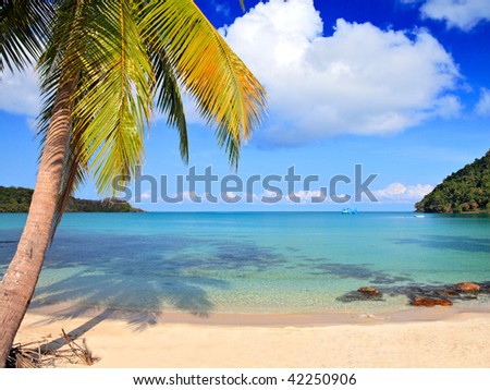Palm tree on the summer beach, sea water, blue sky background, cloud