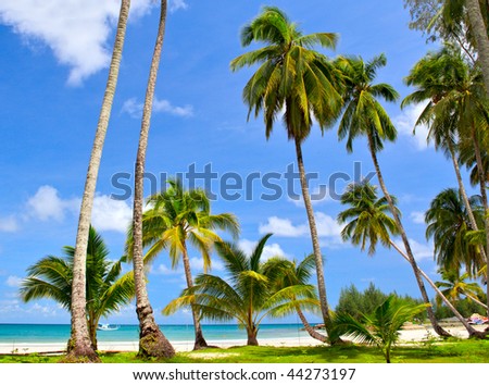 Palm tree glade near sea water - tropical beach in family hotel