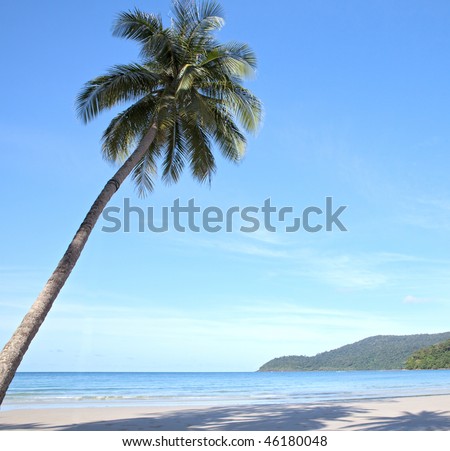 Palm tree on blue sky background on the beach near the sea. Holiday resort