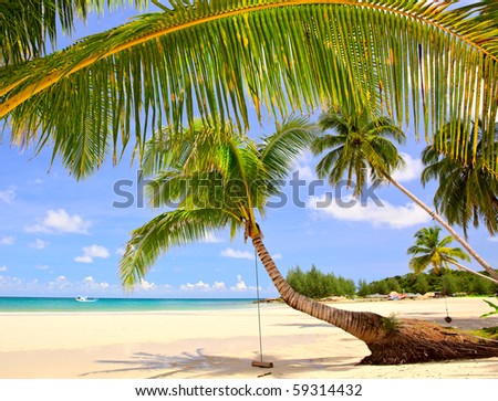 Palm tree leaf and palm trees on beautiful beach near the sea