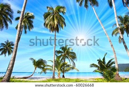 Palm park, sea and sun