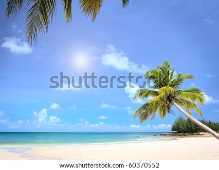 stock photo : Sunny beach and palm tree