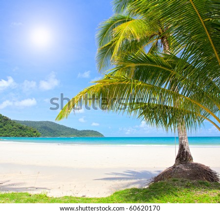 stock photo : Sunny beach and palm tree