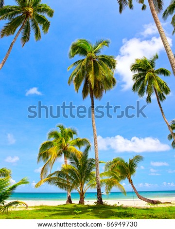 Palm trees on paradise beach under sky with shining sun and blue sea. Summer nature view.