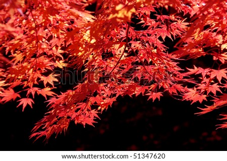 A black contrast of red autumnal tints and background is clean.