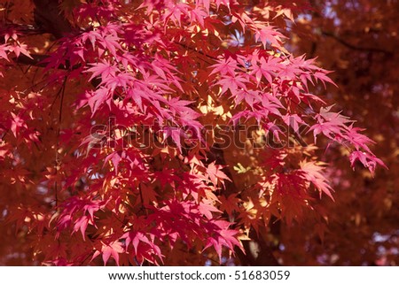 The autumnal tints of the maple which became red