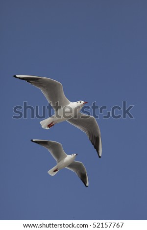 The sea gull which is 2 in a vertical and the blue sky