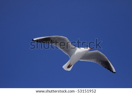 The sky of a clear sky and a white sea gull fly