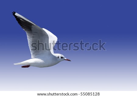 A sea gull flies to a blue back.