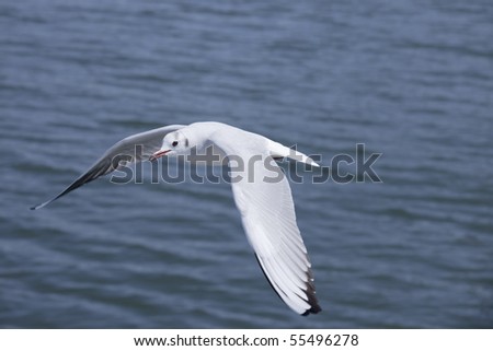 Surface of the sea and beautiful sea gull of a feather