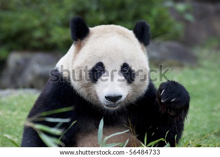 Close-up of a giant panda