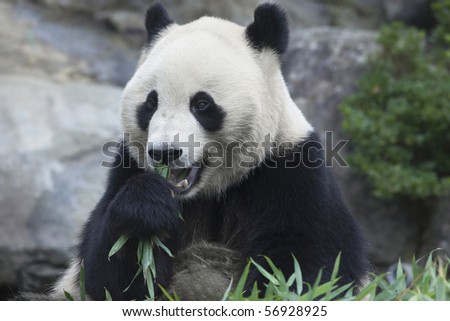 The panda which has a meal