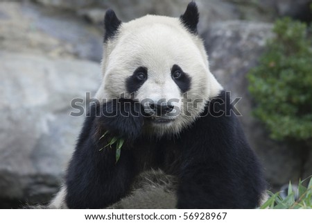 The panda which has a meal
