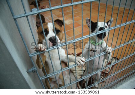 APRIL 2007 - BERLIN: two abandoned and aggressive fighting dogs (Staffordshire und Pitbull-mix), in a cage in an animal shelter in Berlin.