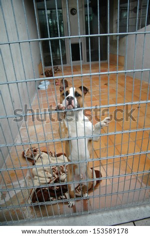 APRIL 2007 - BERLIN: abandoned and aggressive fighting dog (Staffordshire und Pitbull-mix), in a cage in an animal shelter in Berlin.
