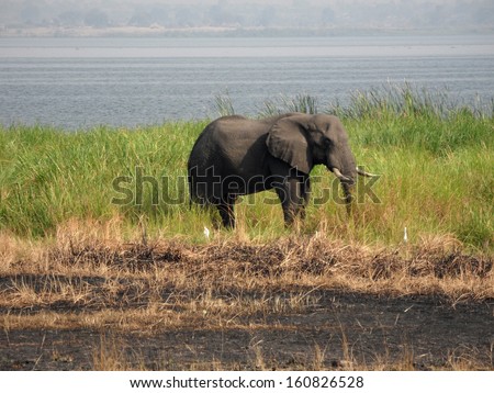 FEBRUARY 2011 - UGANDA: wild elephant in the Queen Elizabeth National Park, on River Nile, Uganda.
