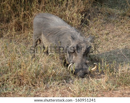 FEBRUARY 2011 - UGANDA:  a forest hog, Queen Elizabeth National Park, Uganda.