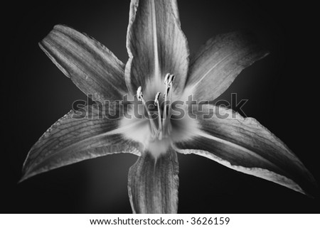 close-up  lilly flower on black background