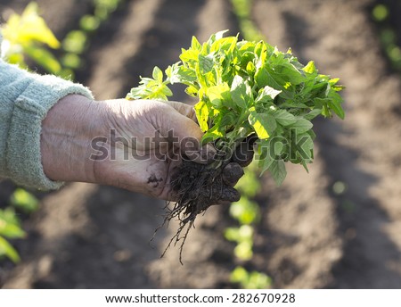 Hand planting a tomato seedling in ground, outdoor