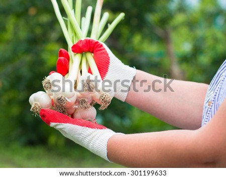 Harvest time. Freshly harvested garlic in the hands of women