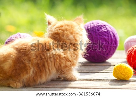 Little playful kitten with a wool of thread on the outdoors