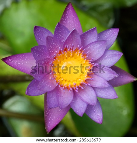 The perfect top view of water lily in the pond