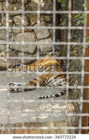 Vintage style, closeup, sleeping tiger in the cage of the zoo. Concept: protection of animals.