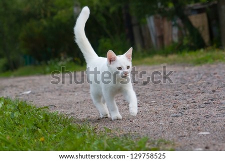 White kitten. The white kitten runs on road.