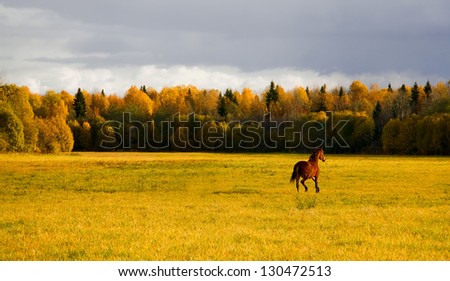 Horse in the autumn field on Russian spaces