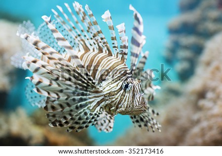 Fish swims in the aquarium, Zebra winged. Fish among corals and algae.