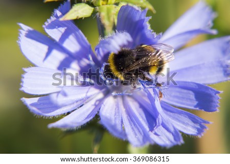 Portrait of live bee. Bumble bee digging into a flower.