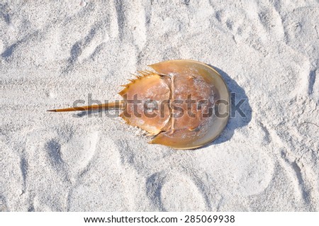 Atlantic horseshoe crab or Limulus polyphemus on beach