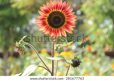 Red sunflower and blur rainbow background